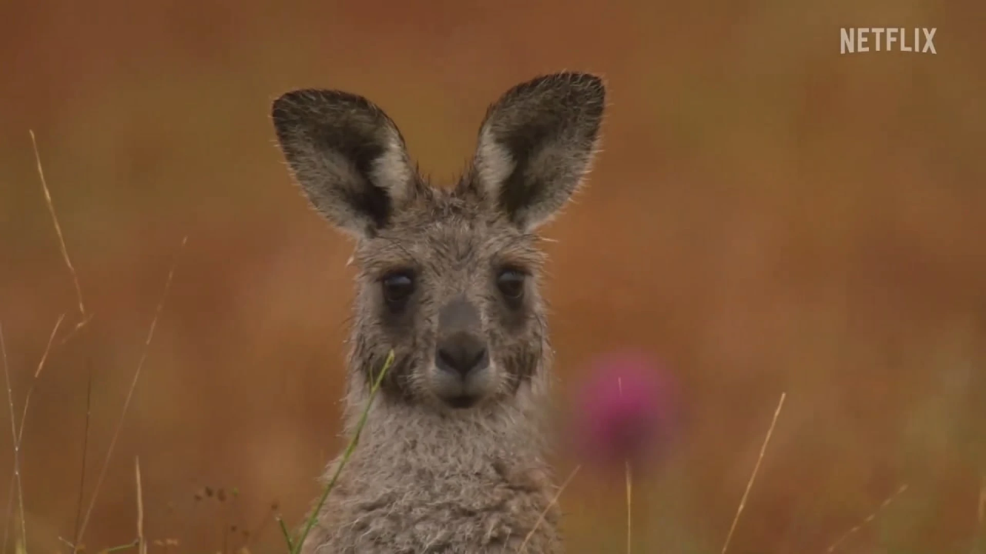 دانلود فیلم Kangaroo Valley 2022