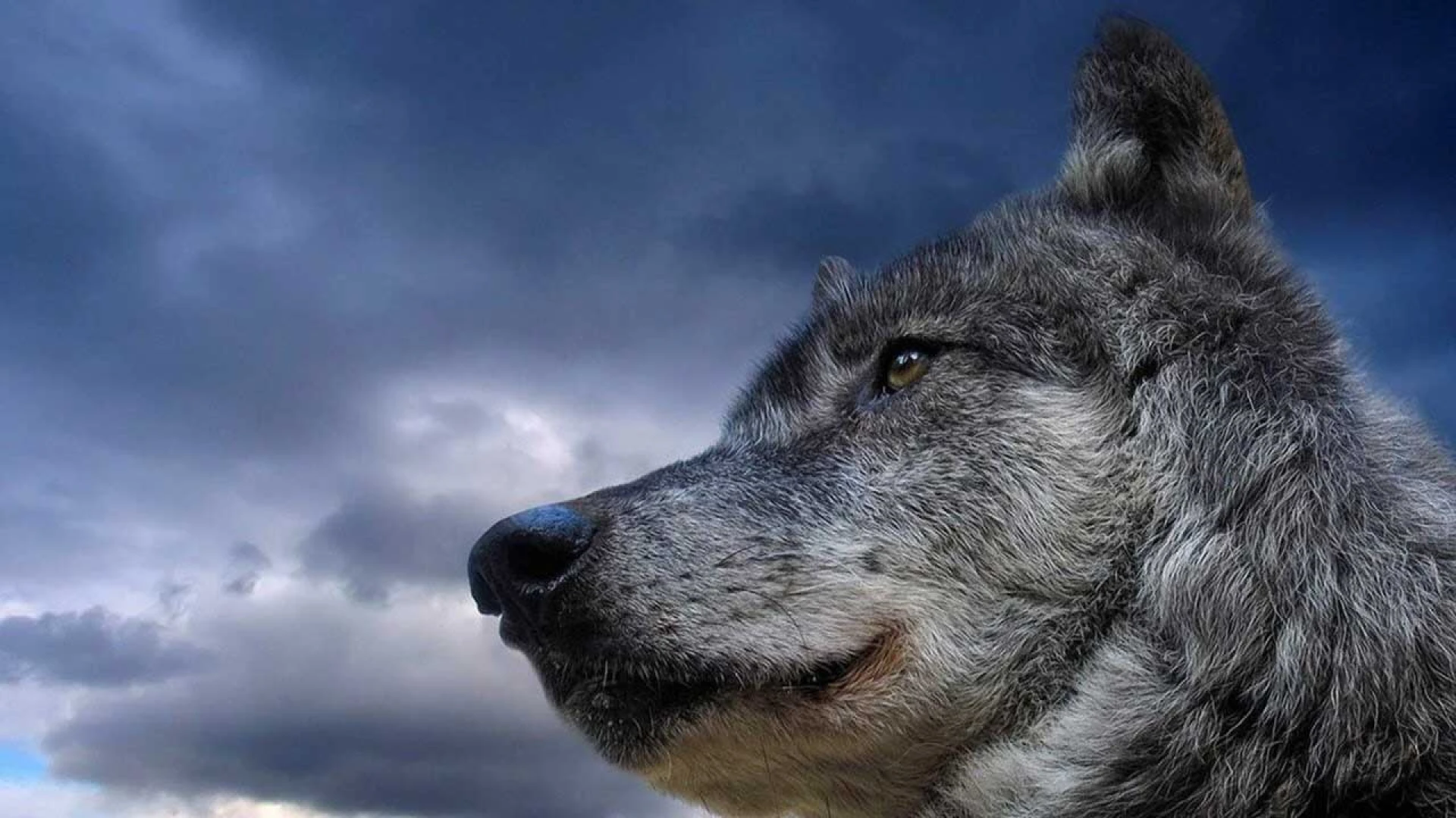 دانلود فیلم Never Cry Wolf 1983