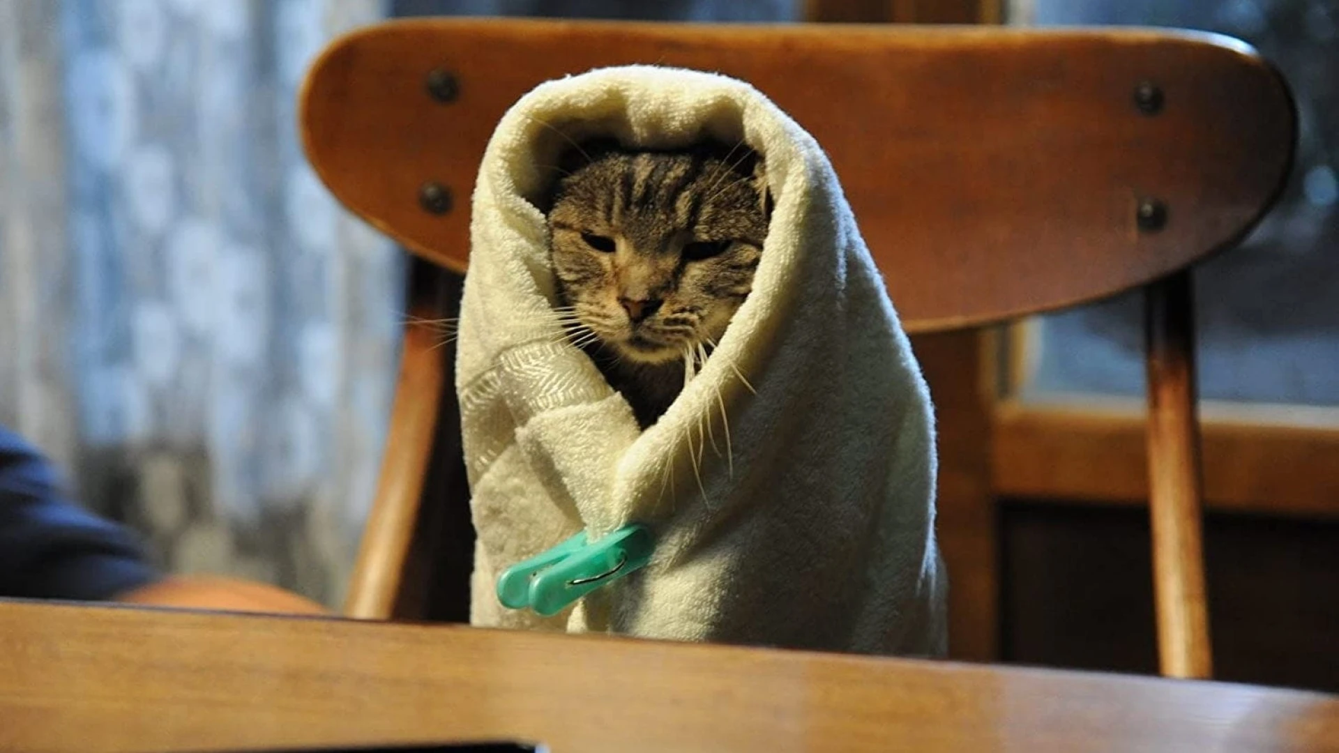 دانلود فیلم If Cats Disappeared from the World 2016